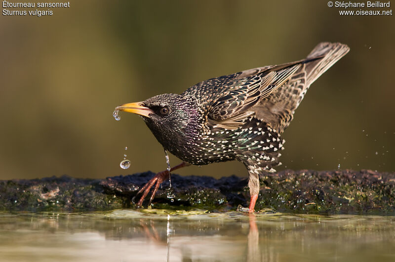 Common Starling