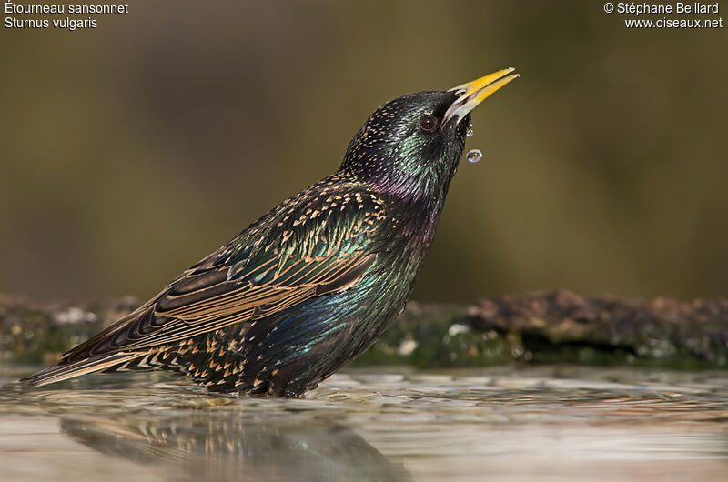 Common Starling