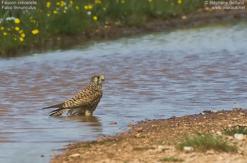 Common Kestrel