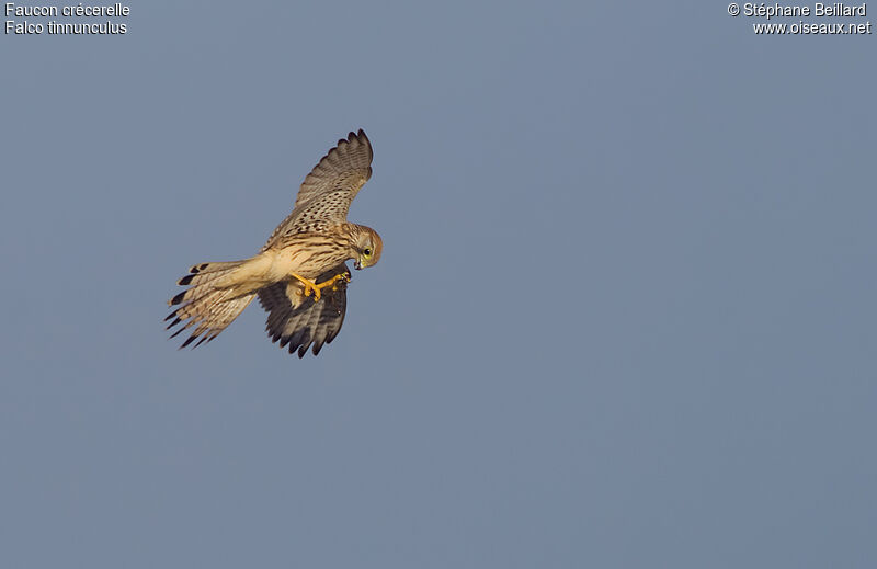 Common Kestrel