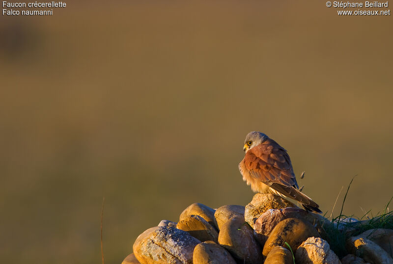 Lesser Kestrel male adult