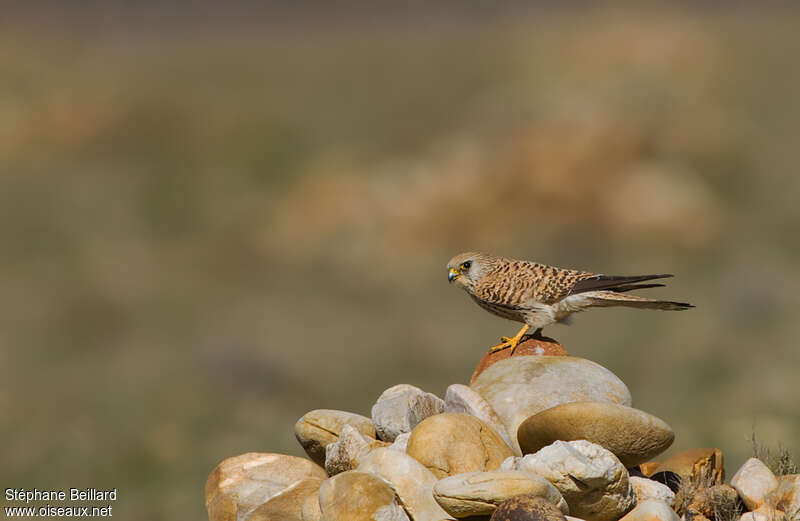 Lesser Kestrel female adult, habitat