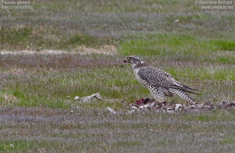 Gyrfalconadult, identification