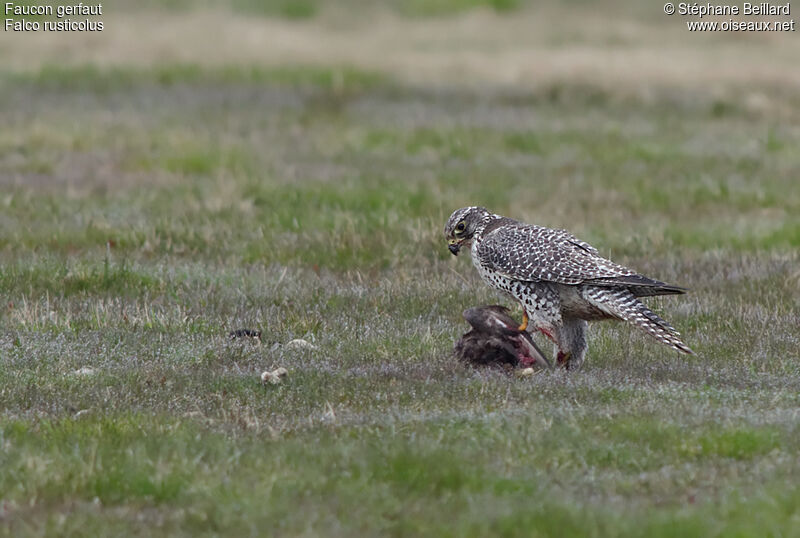 Gyrfalconadult, fishing/hunting, eats