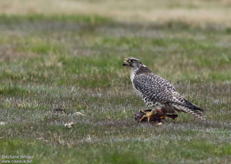 Gyrfalconadult, identification