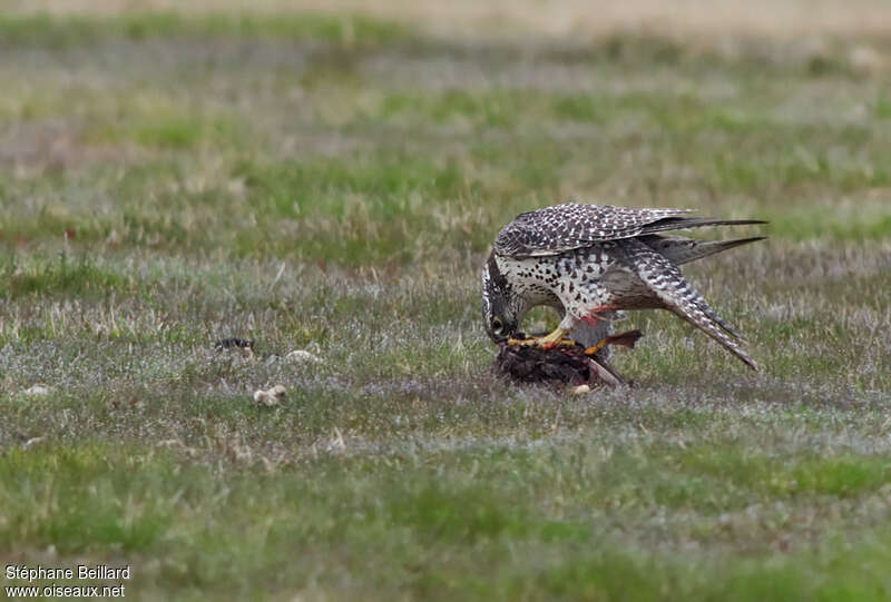 Gyrfalconadult, feeding habits, eats