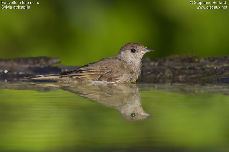 Eurasian Blackcapjuvenile