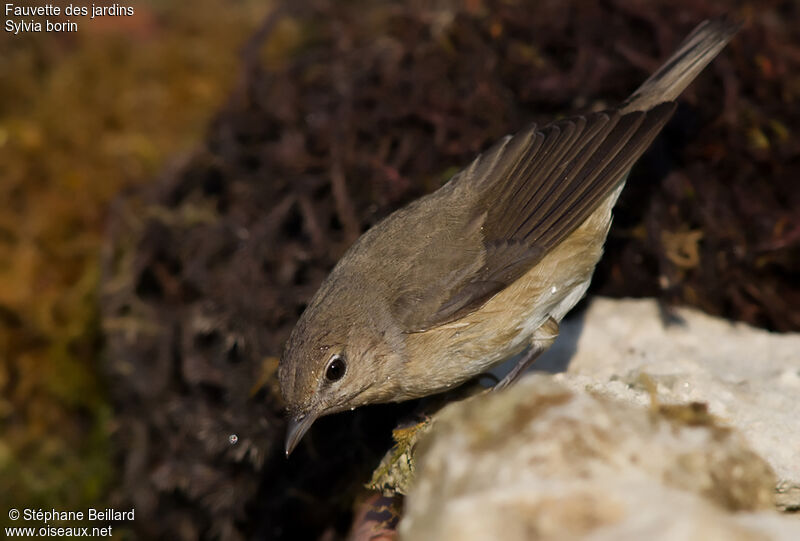 Garden Warbler