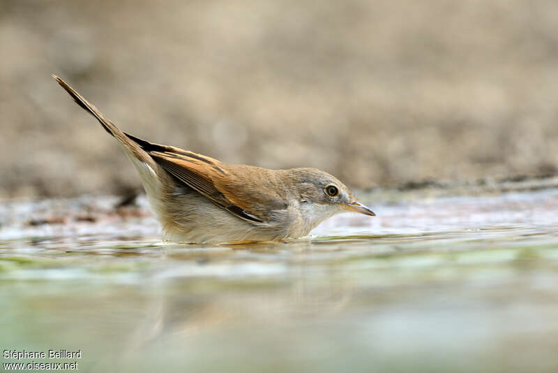 Common Whitethroatadult, care, Behaviour