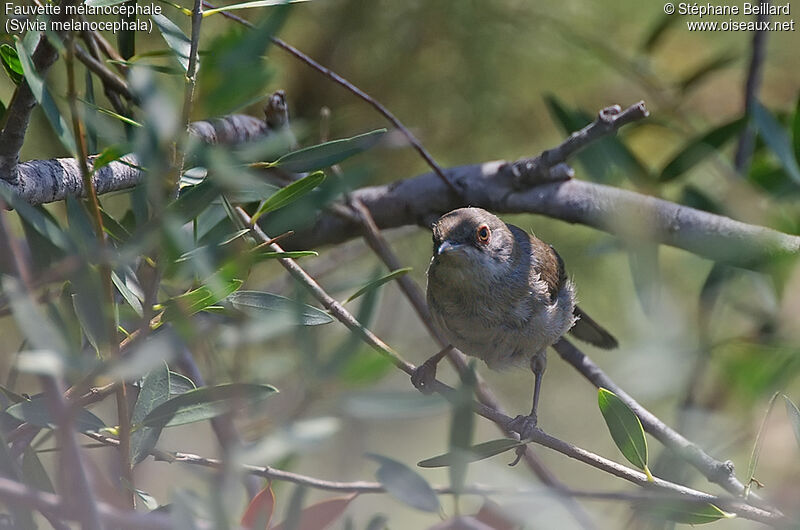 Sardinian Warbler female adult breeding