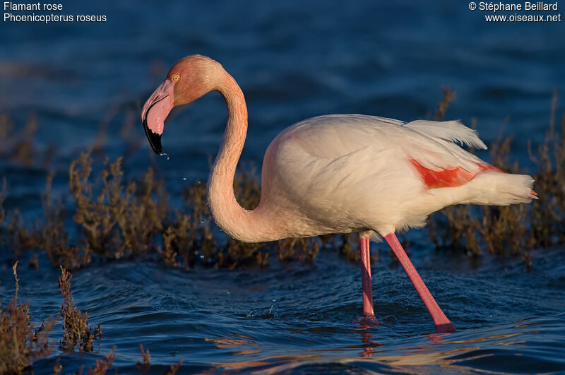 Greater Flamingo