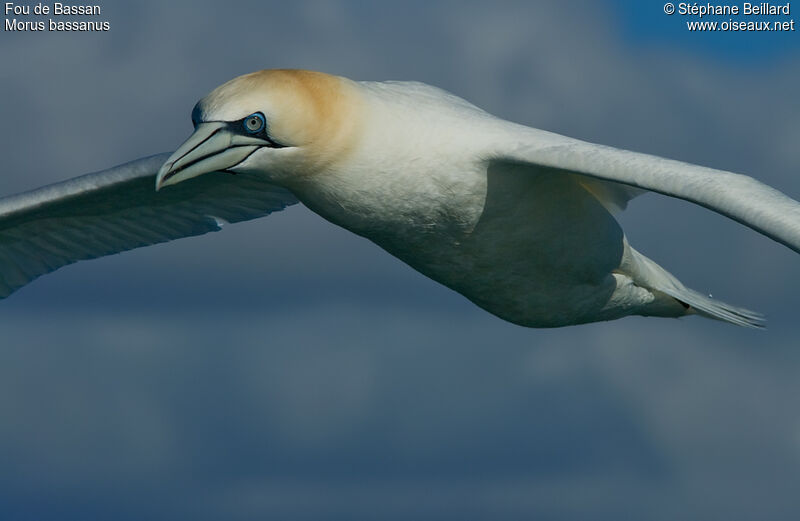 Northern Gannetadult