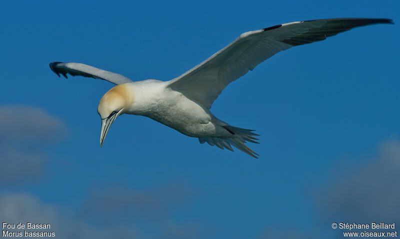 Northern Gannetadult