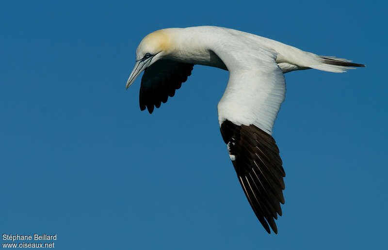 Northern Gannetadult, identification