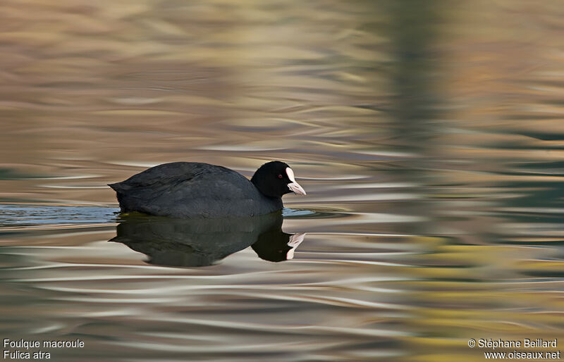 Eurasian Coot