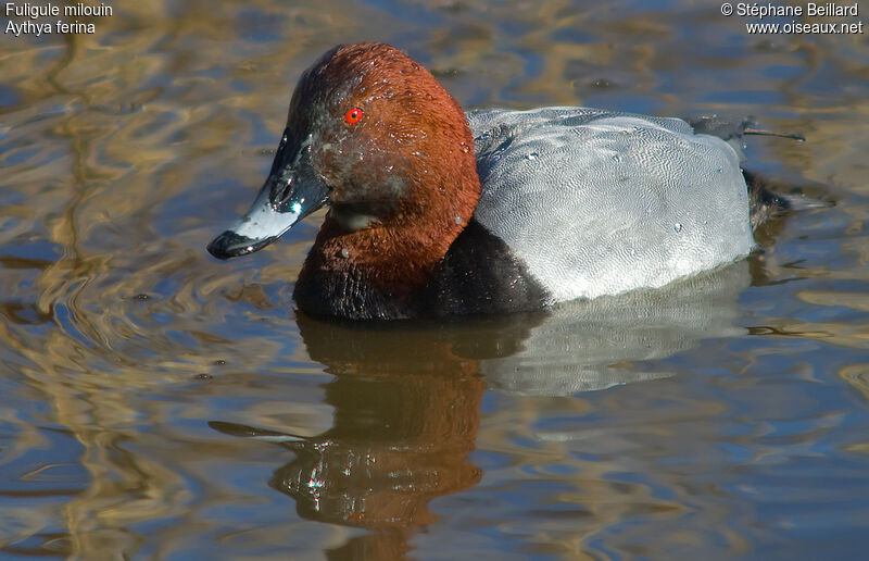 Common Pochard male adult