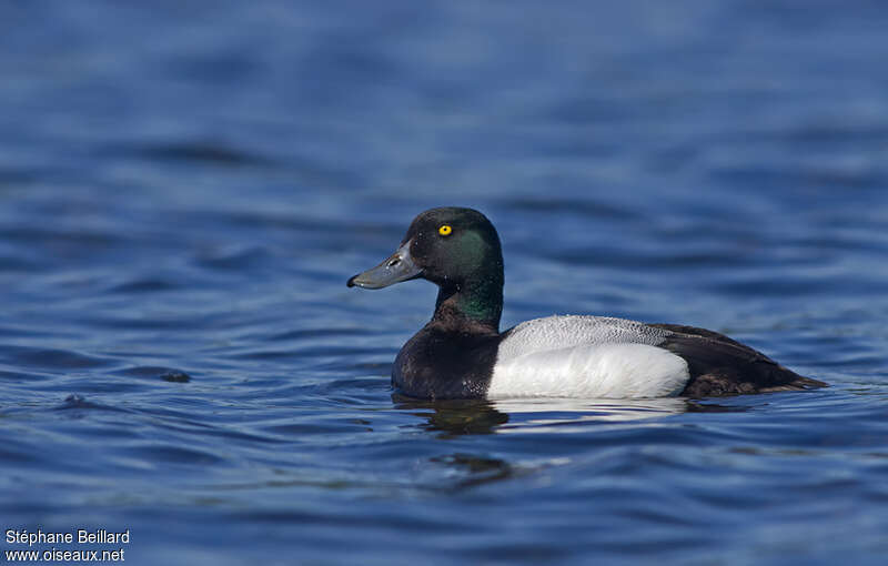 Greater Scaup male adult breeding, identification