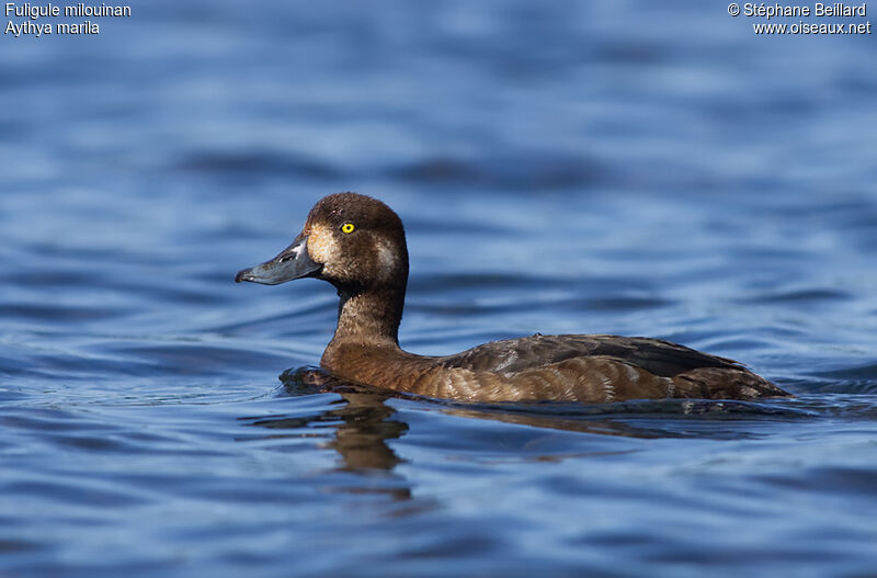 Greater Scaup female adult