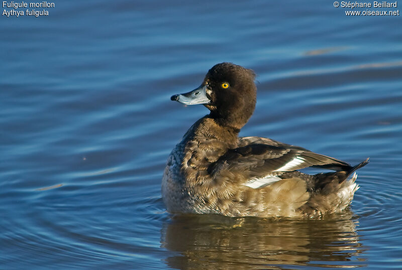 Tufted Duck