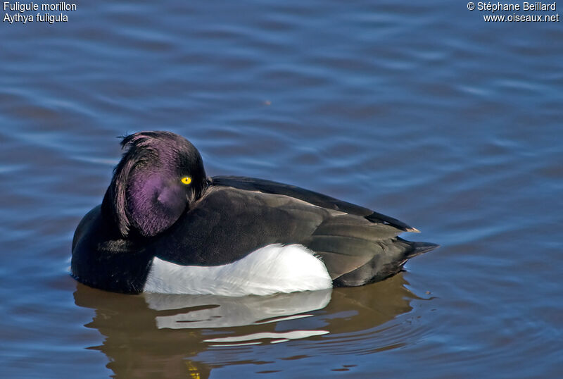 Tufted Duck male adult