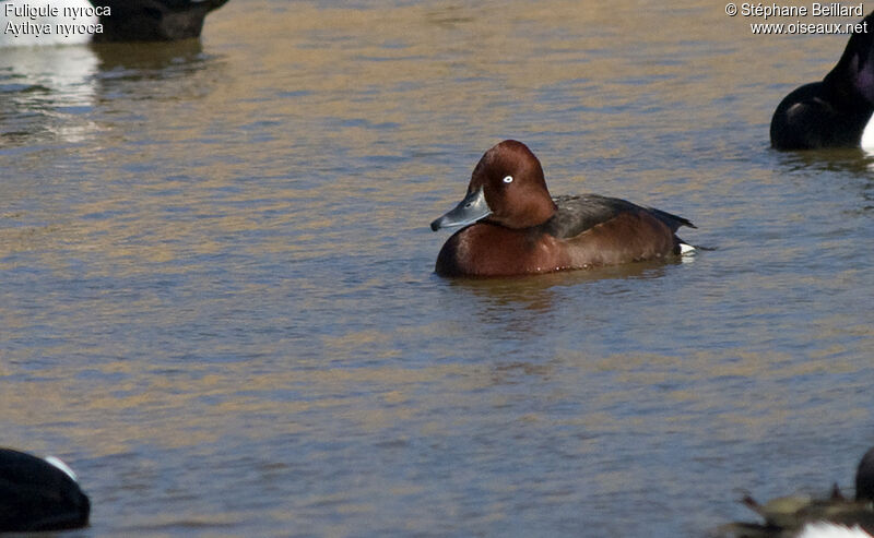 Ferruginous Duck