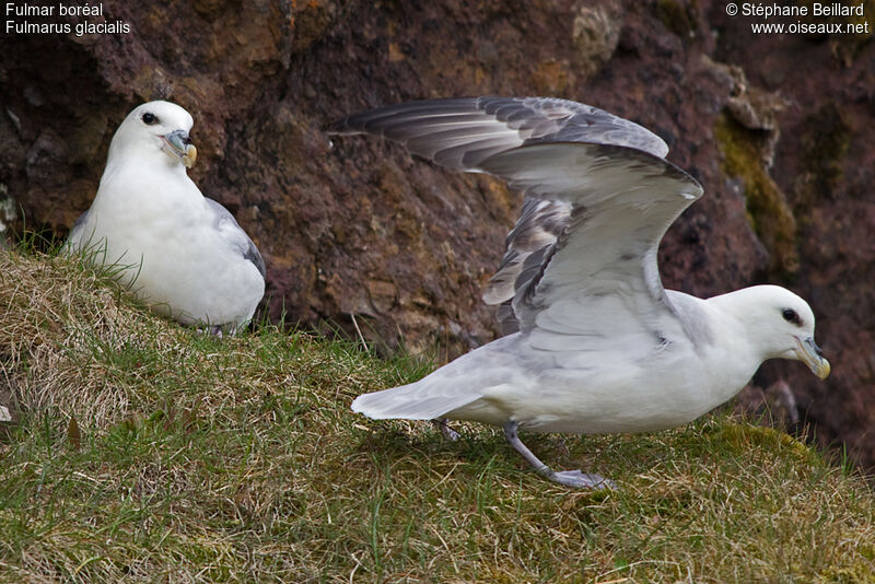 Northern Fulmar adult