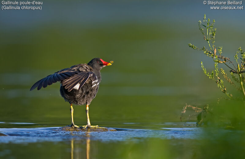 Gallinule poule-d'eau