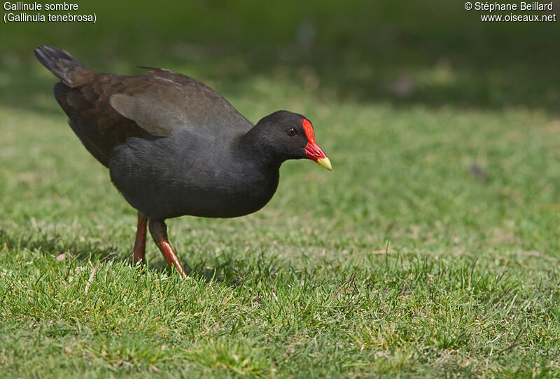 Gallinule sombre