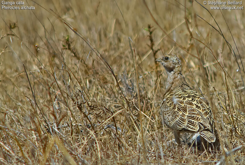 Pin-tailed Sandgrousejuvenile