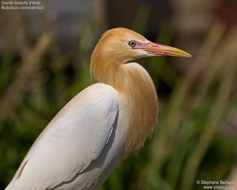 Eastern Cattle Egret