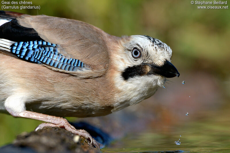 Eurasian Jay, drinks