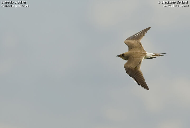 Glaréole à collier