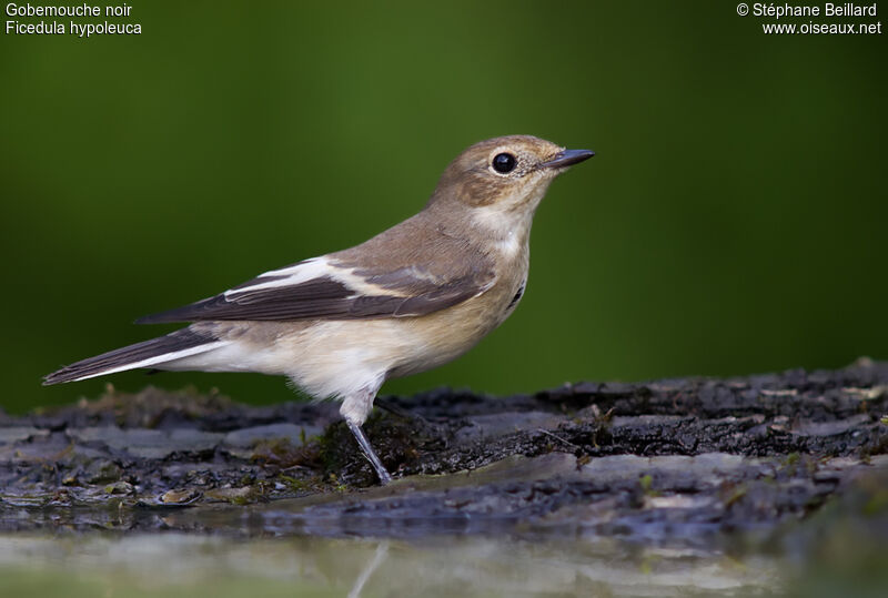 European Pied Flycatcher