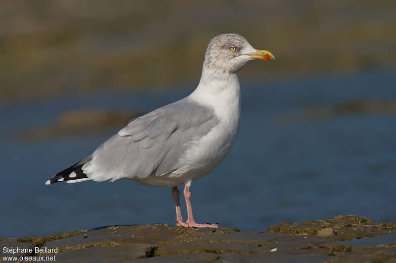 Goéland argentéadulte internuptial, identification