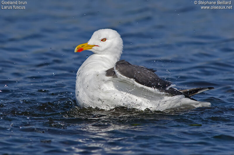 Lesser Black-backed Gull