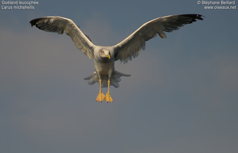 Yellow-legged Gull