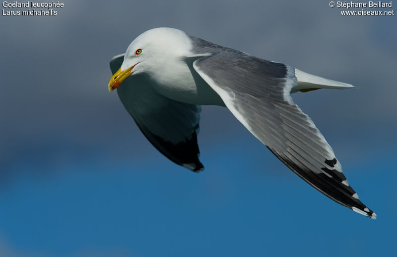 Yellow-legged Gull