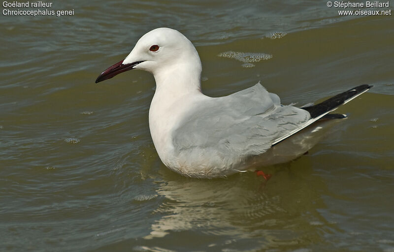 Slender-billed Gull