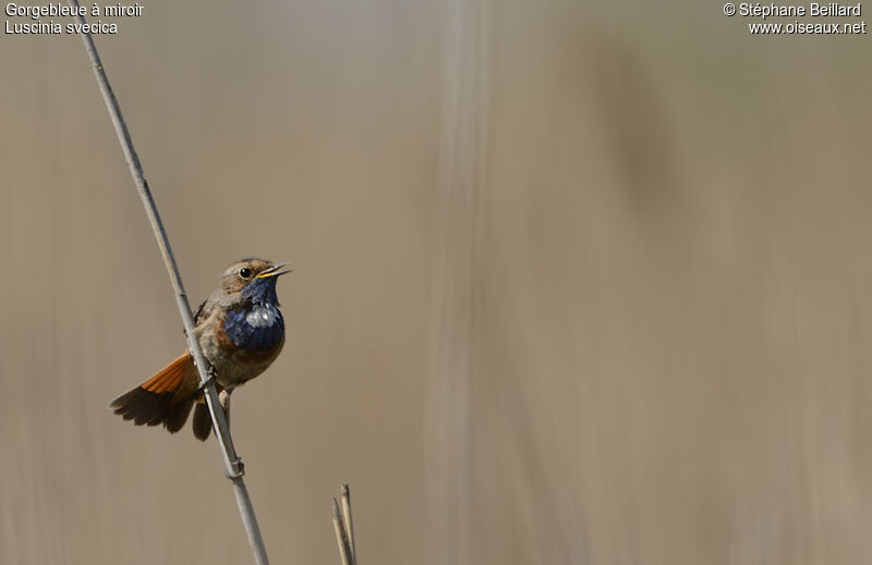 Bluethroat male adult