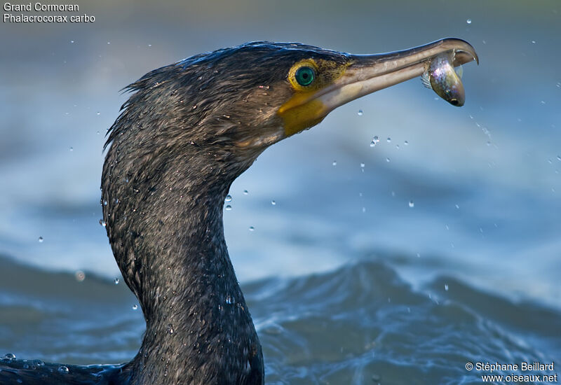 Great Cormorant