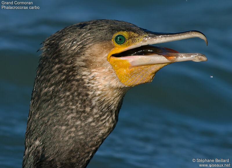 Great Cormorant