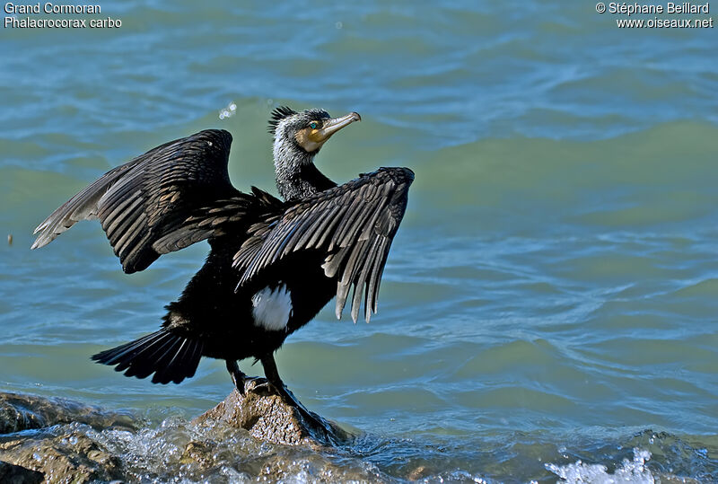 Grand Cormoranadulte