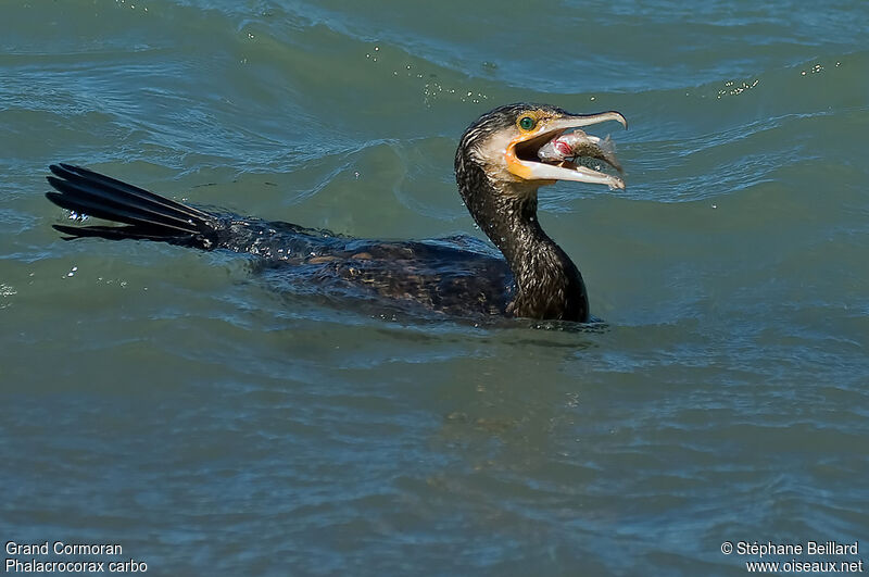 Great Cormorant