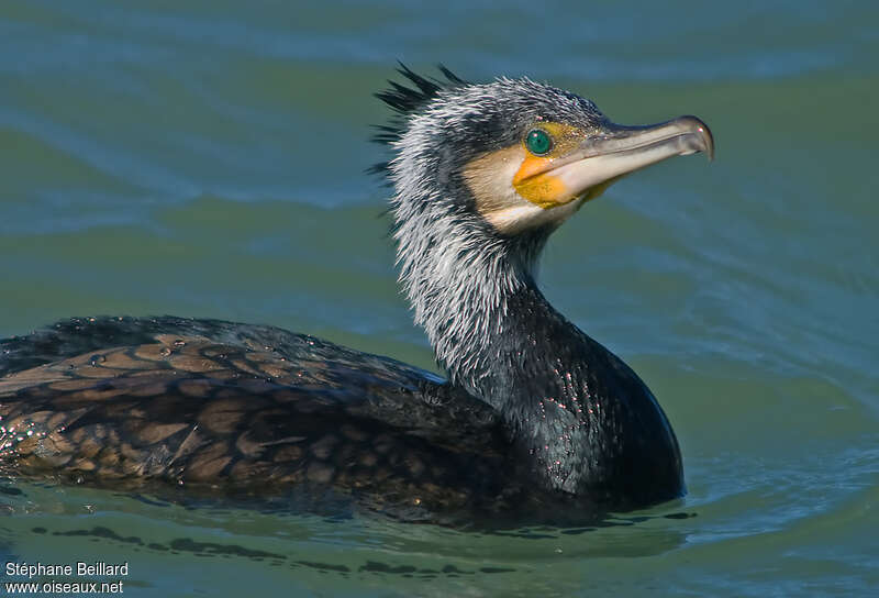 Grand Cormoranadulte nuptial, composition