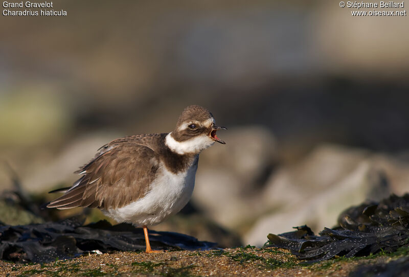 Common Ringed Ploverimmature