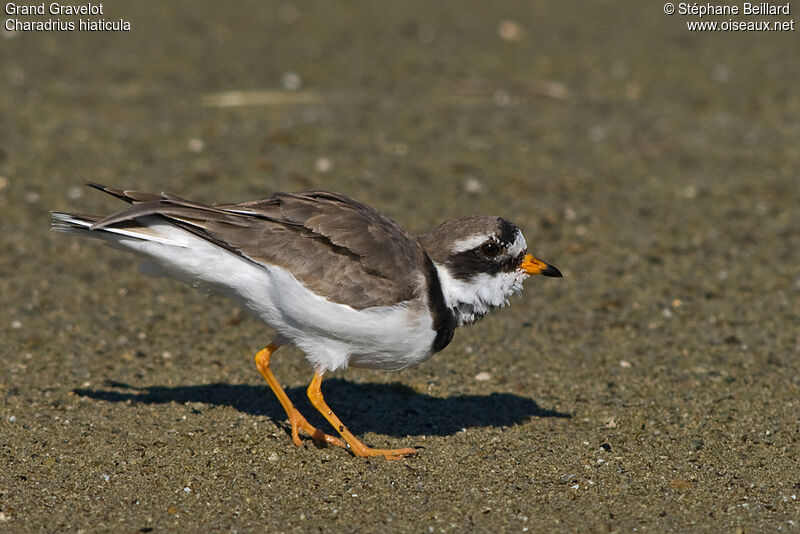 Common Ringed Ploveradult