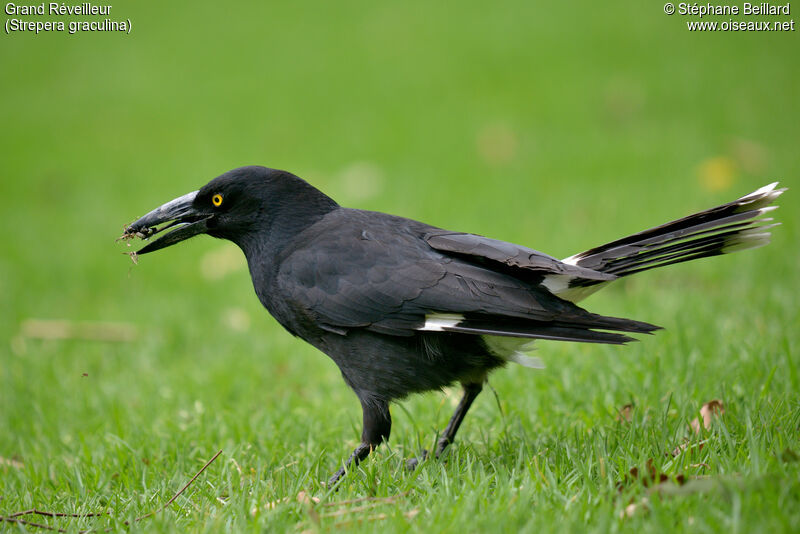 Pied Currawongadult