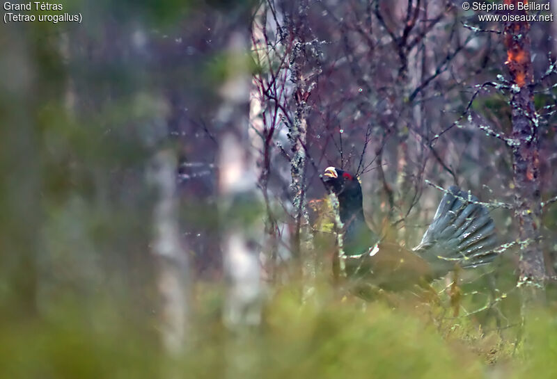 Western Capercaillie