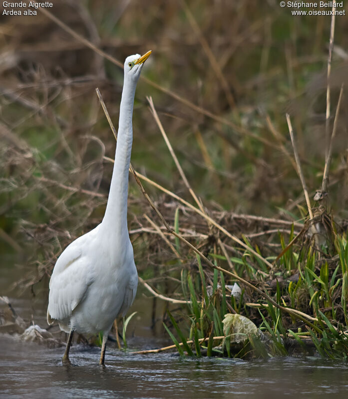 Grande Aigrette