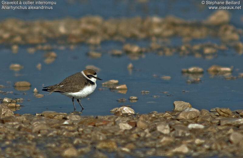 Kentish Ploveradult